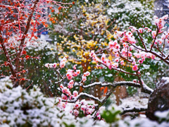 春の雪