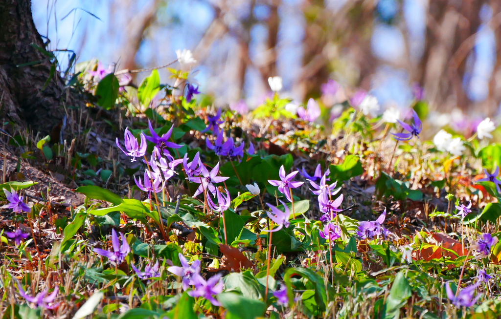 カタクリの咲く丘