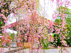 しだれ桜