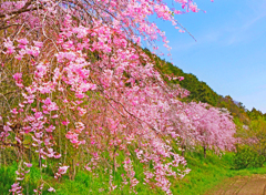 枝垂れ桜