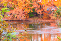 隠れ沼の秋