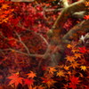 水面に紅葉