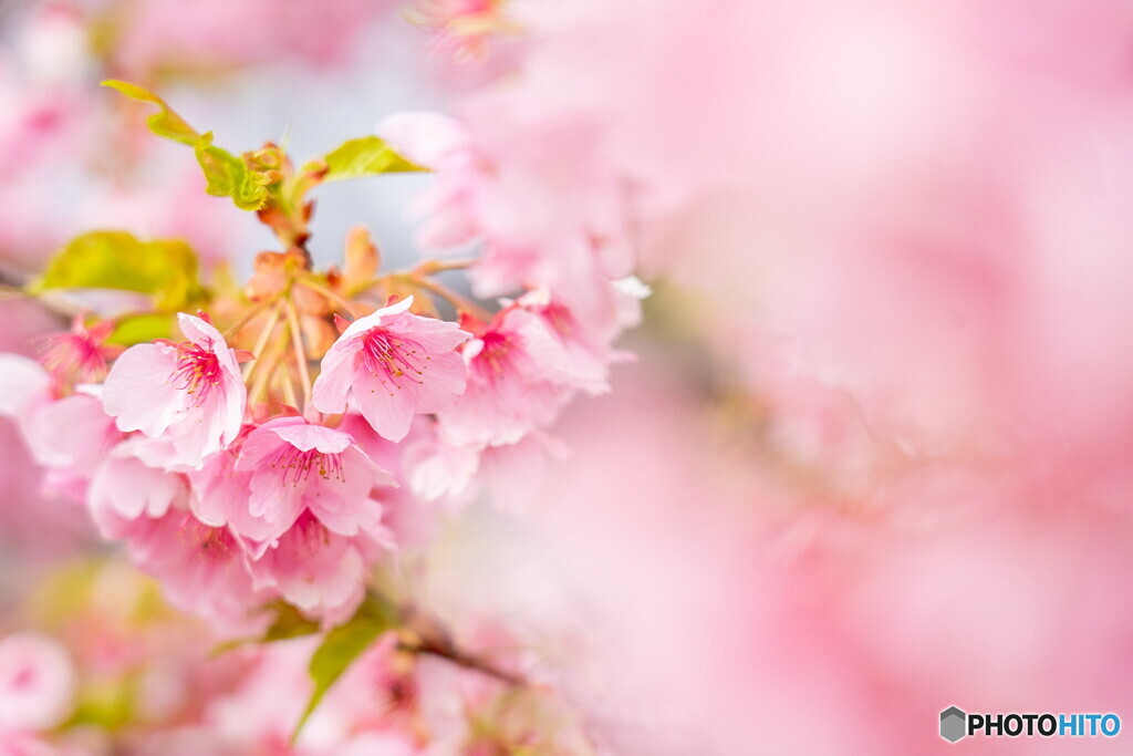 河津桜