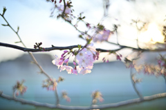オモイガワも咲き始めました。