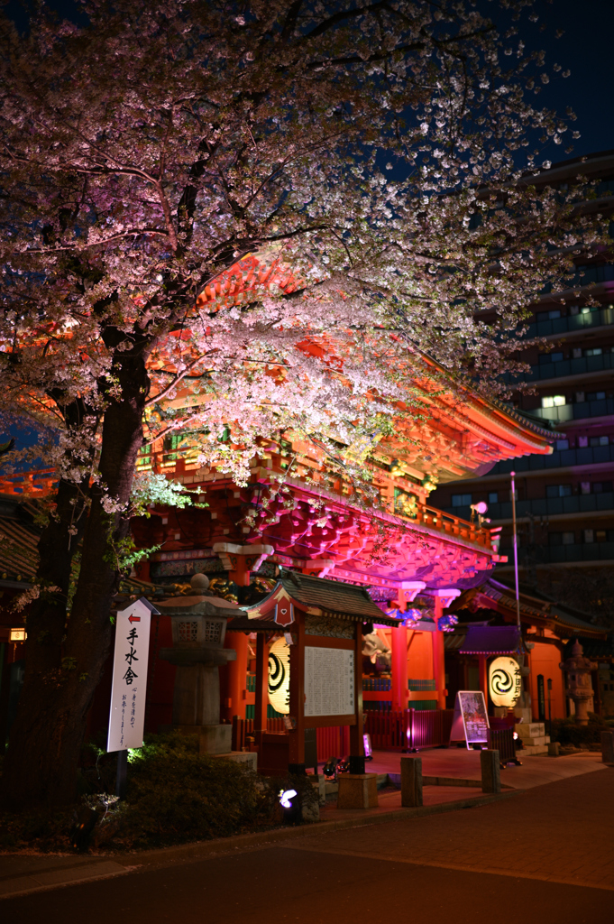 明神桜