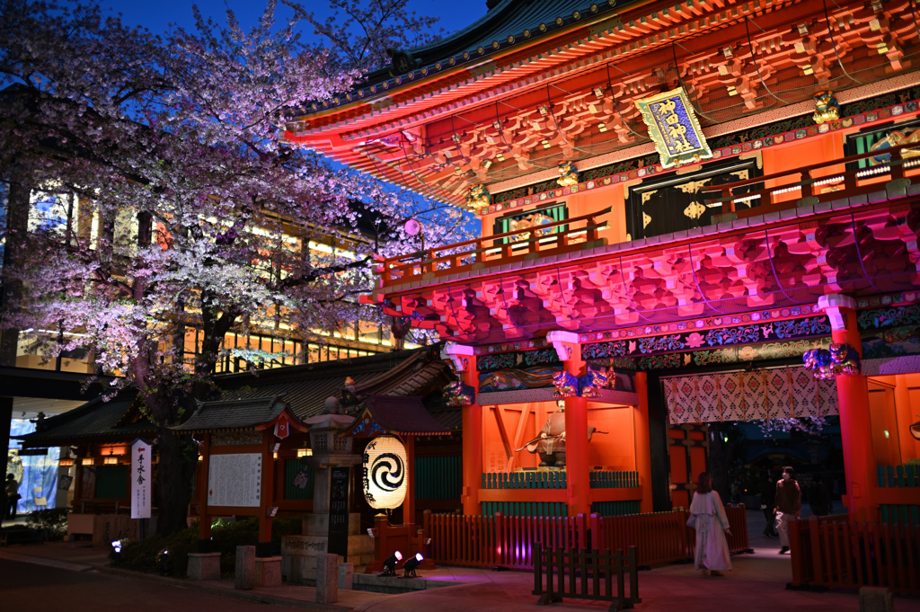 今年も見られてよかったな明神桜