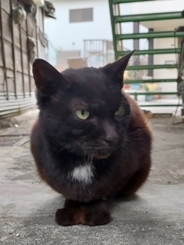 くろちゃん