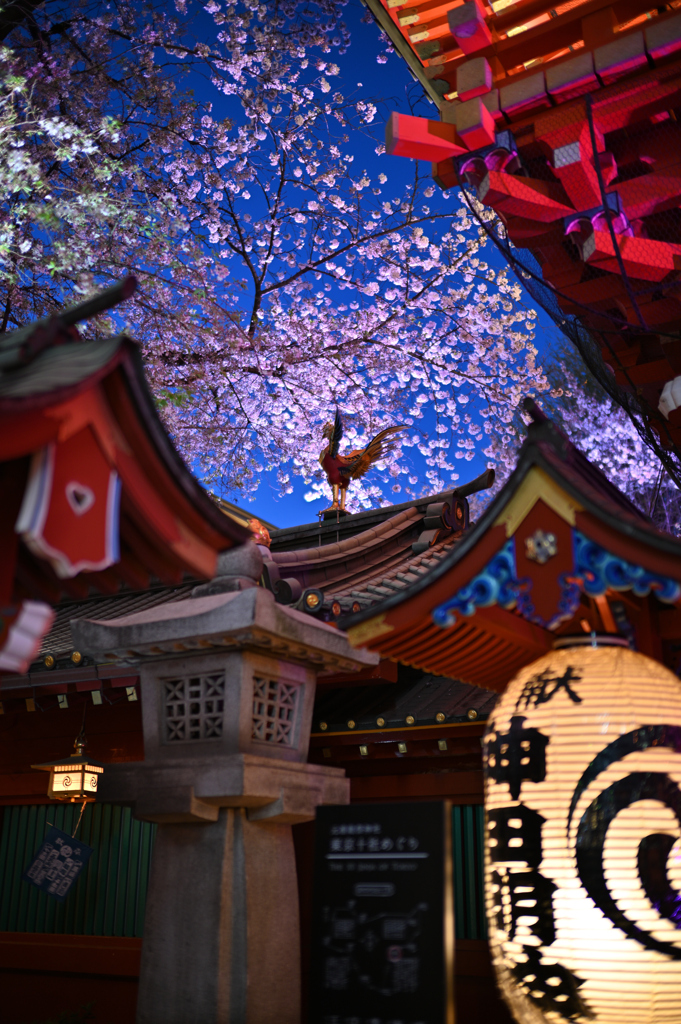 毎年楽しみにしている明神桜