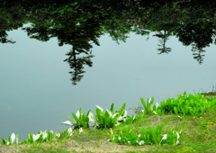 水辺の花