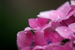 雨 雫