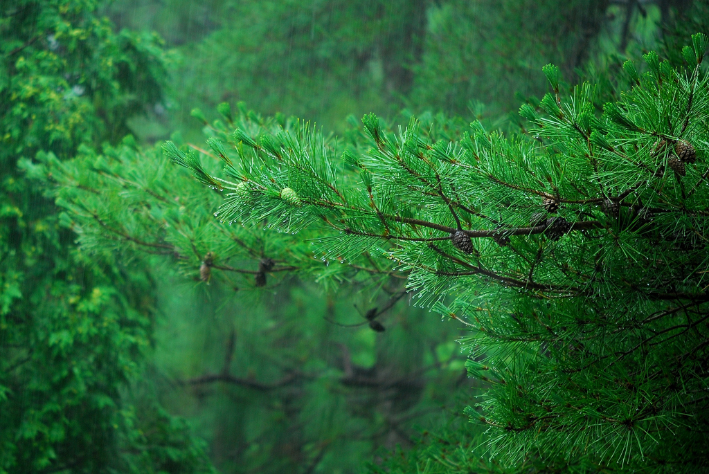 緑 雨