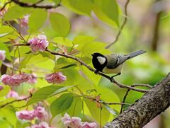 「シジュウカラ」