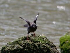 ハッカチョウのヒナ