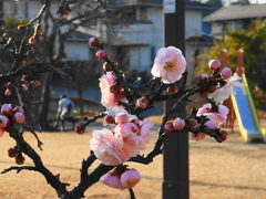 小さな公園にも春近し