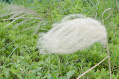 すすきの舞