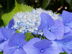 ブルーな額紫陽花
