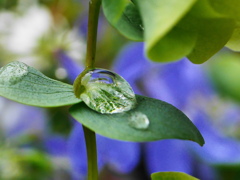 梅雨の華