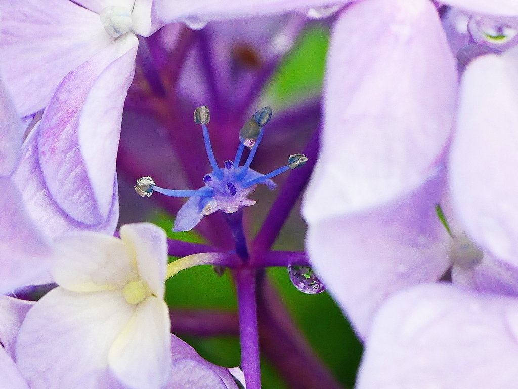 紫陽花のかくれんぼ