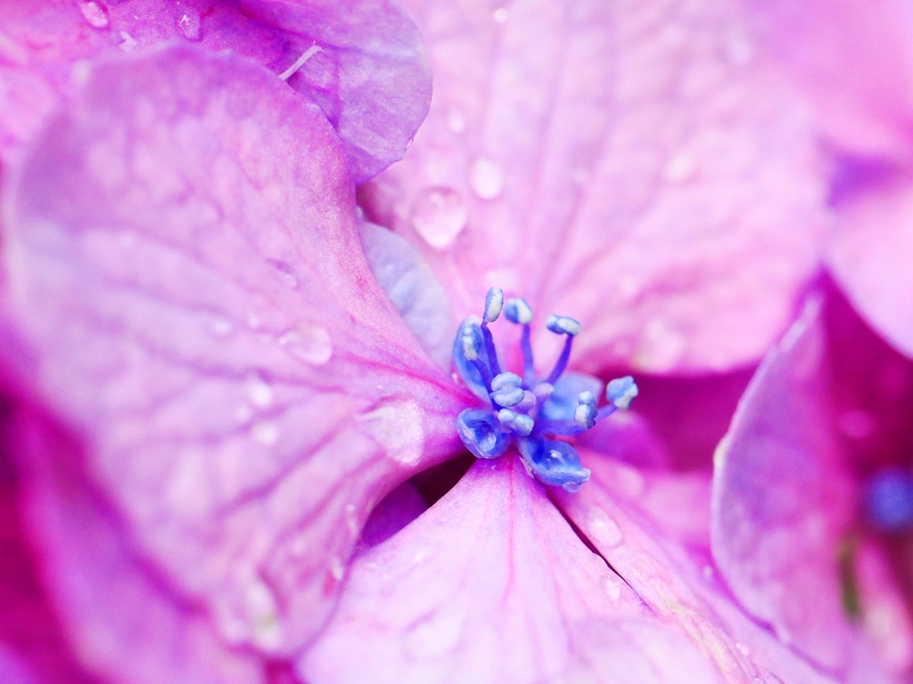 あじさいの花