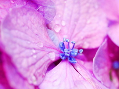 あじさいの花