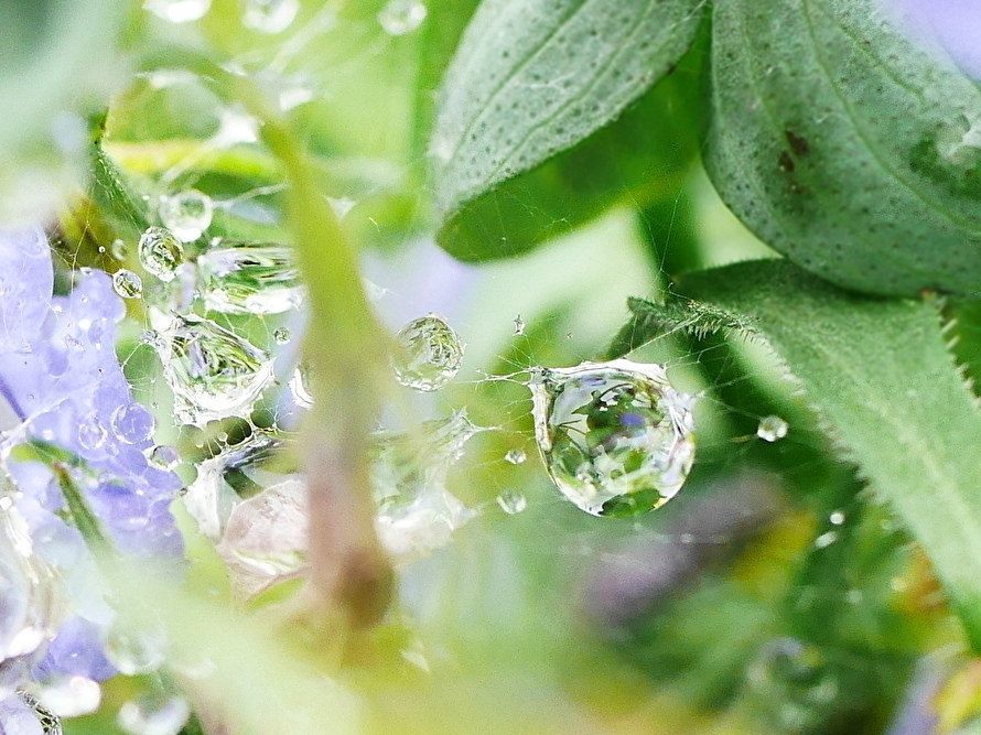 彩り雨滴