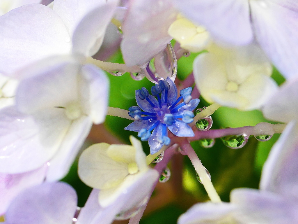 紫陽花の小さな花と雨滴