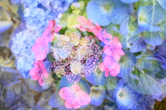 梅雨の華