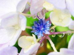紫陽花のかくれんぼ