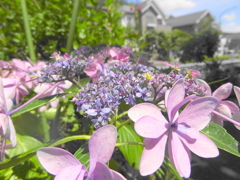 散歩道の額紫陽花