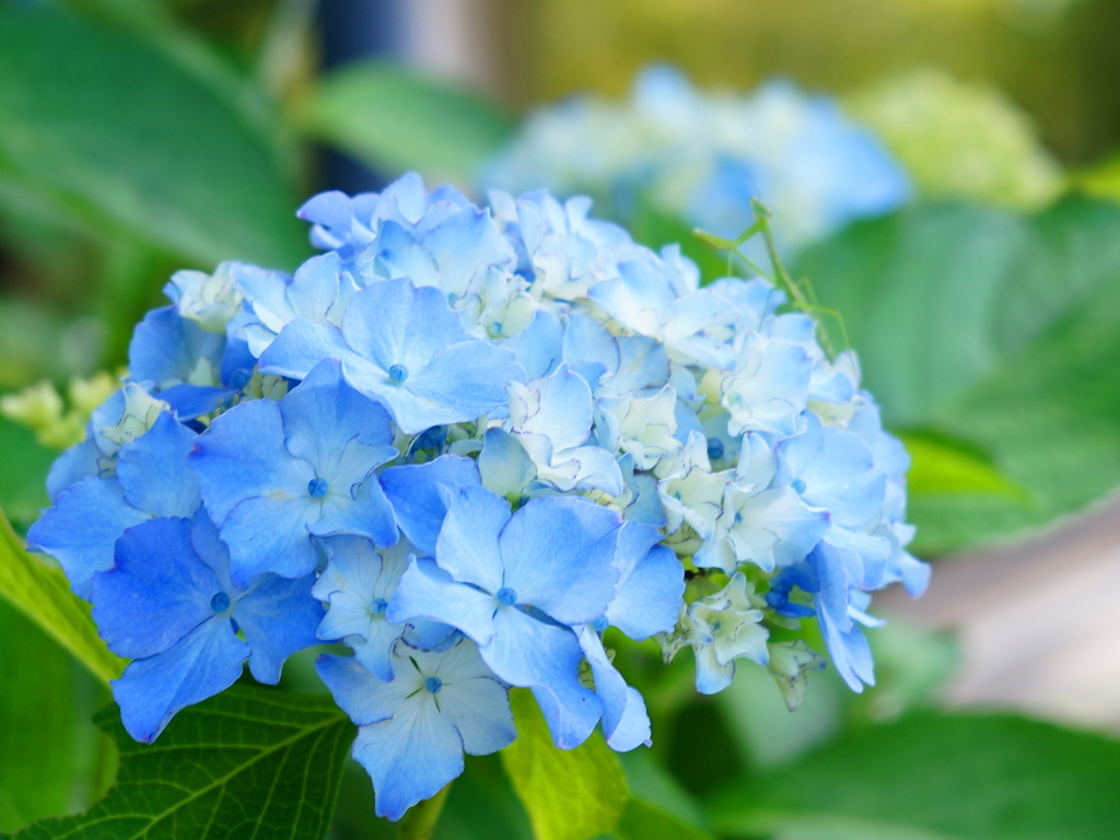 紫陽花にカマキリ