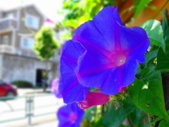 大きな昼顔