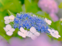 額紫陽花