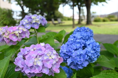 小さな公園の紫陽花