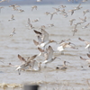 干拓堤防の鳥