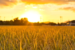 犬と散歩その道すがら
