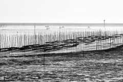 干拓堤防内と外