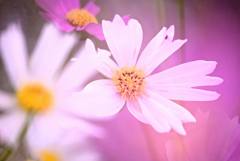 犬と散歩その道すがら