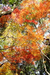 金立山紅葉