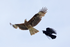 鳶vsカラス