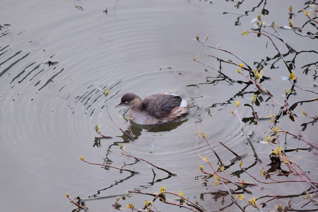 干拓堤防の鳥たち