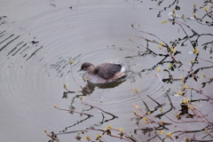 干拓堤防の鳥たち