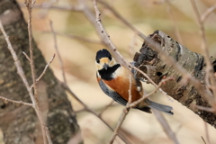 庭に来る鳥