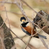 庭に来る鳥