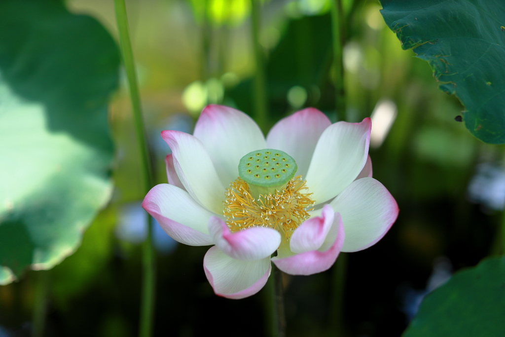 蓮の花
