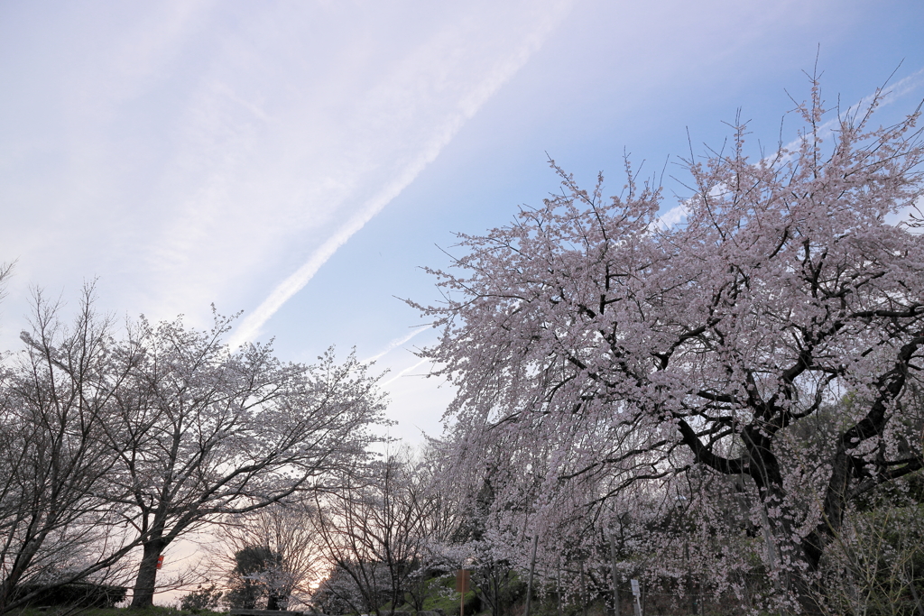 桜