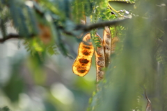 犬と散歩その道すがら