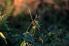 犬と散歩その道すがら
