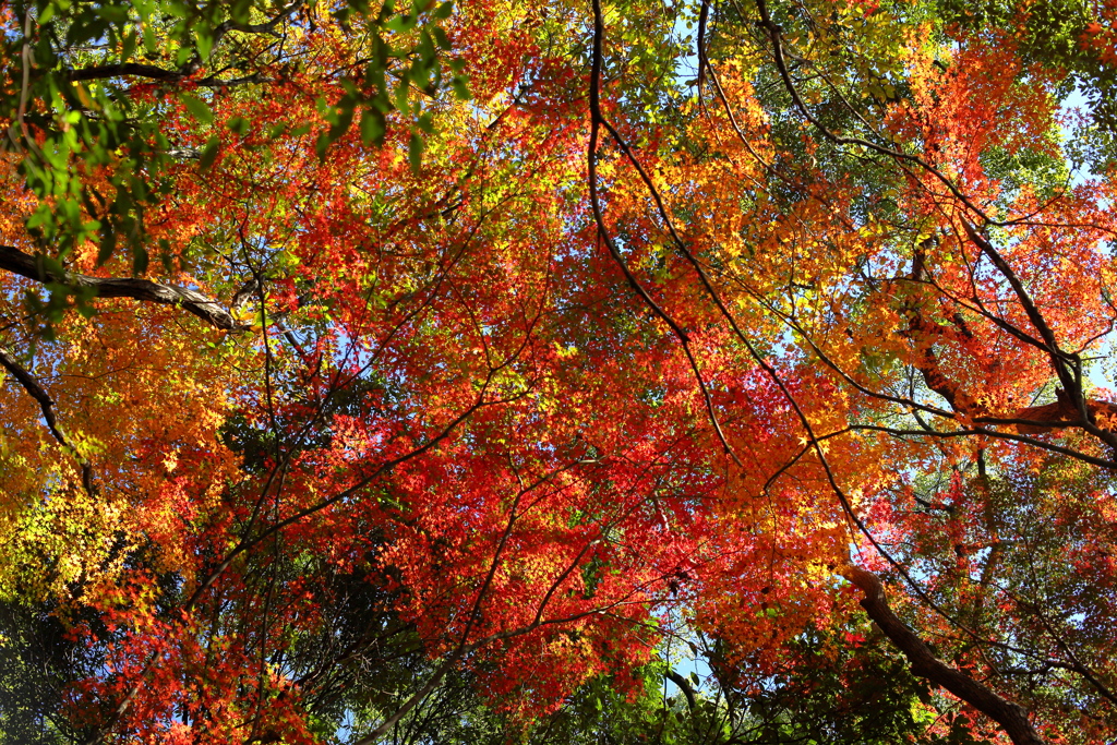 金立山紅葉