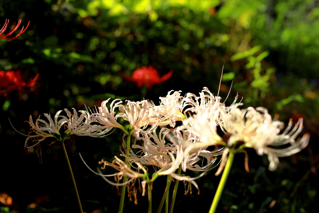 曼珠沙華