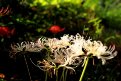 曼珠沙華
